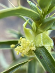 Cliffortia acanthophylla