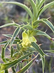 Cliffortia acanthophylla