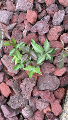 Rubus trivialis