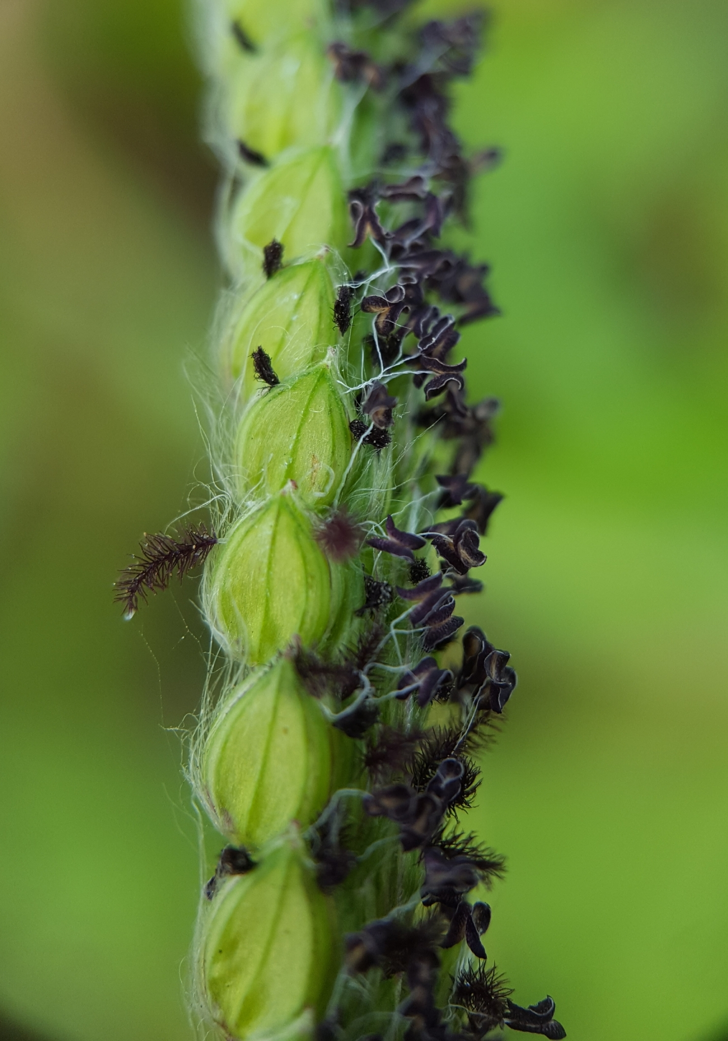 (c) François Rousseu, certains droits réservés (CC BY-NC) https://www.inaturalist.org/observations/97179476