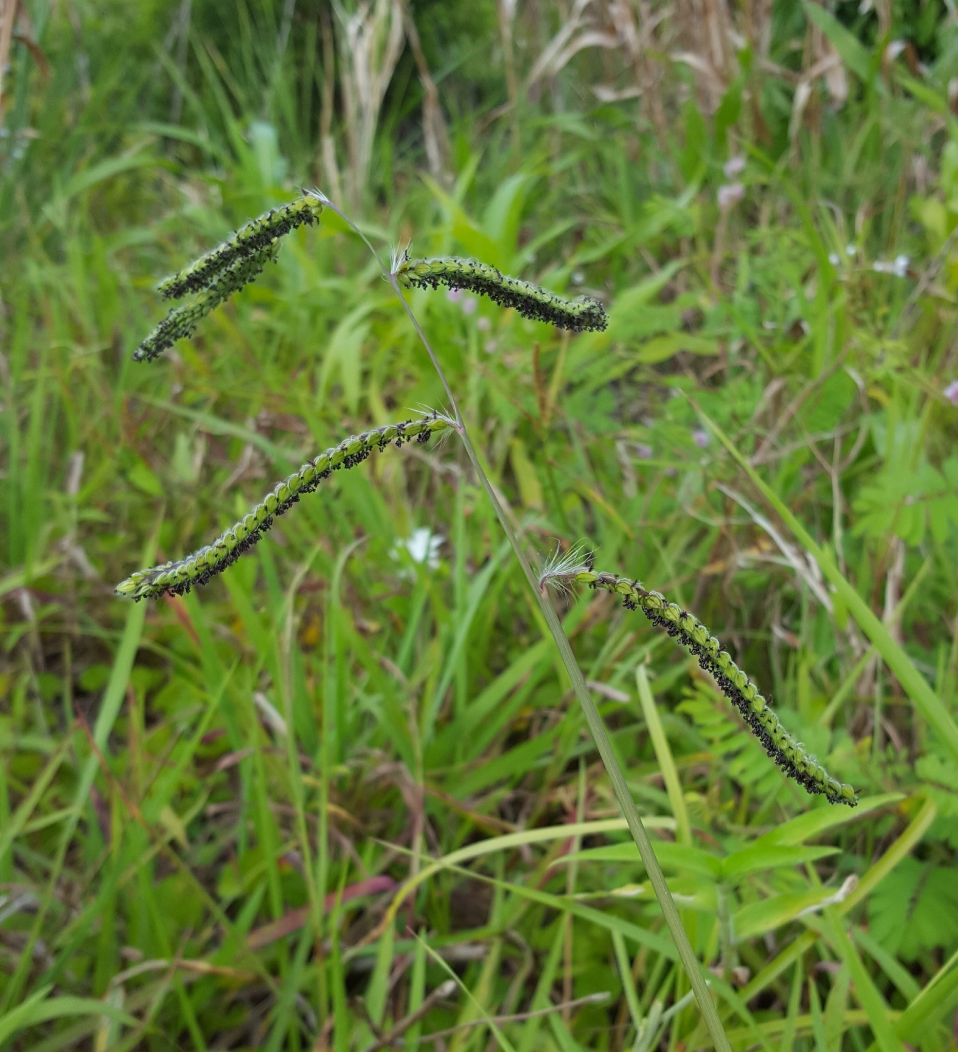 (c) François Rousseu, certains droits réservés (CC BY-NC) https://www.inaturalist.org/observations/97179476