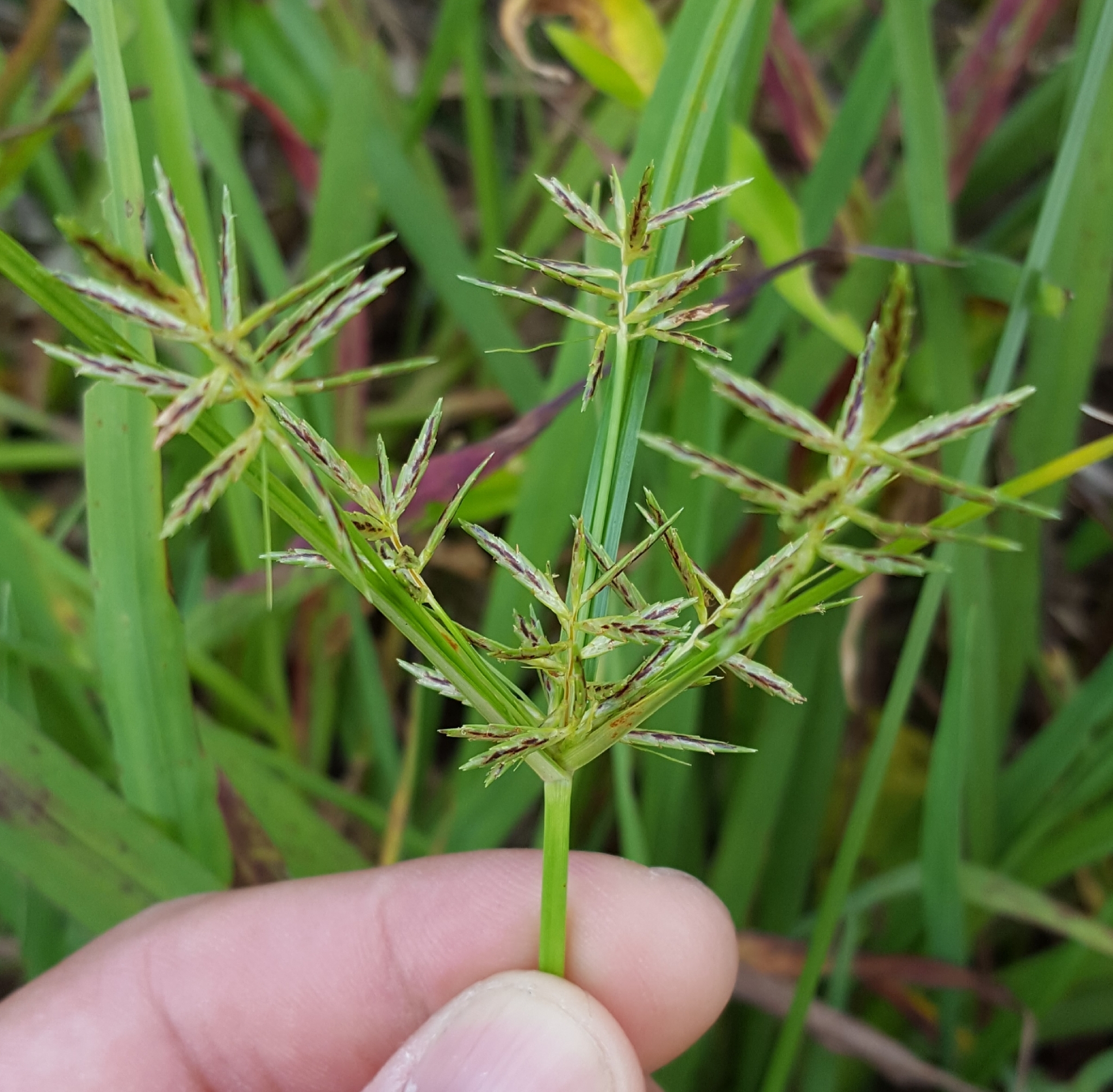 (c) François Rousseu, certains droits réservés (CC BY-NC) https://www.inaturalist.org/observations/97179569