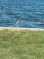 Egretta caerulea