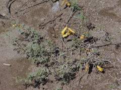 Prosopis strombulifera