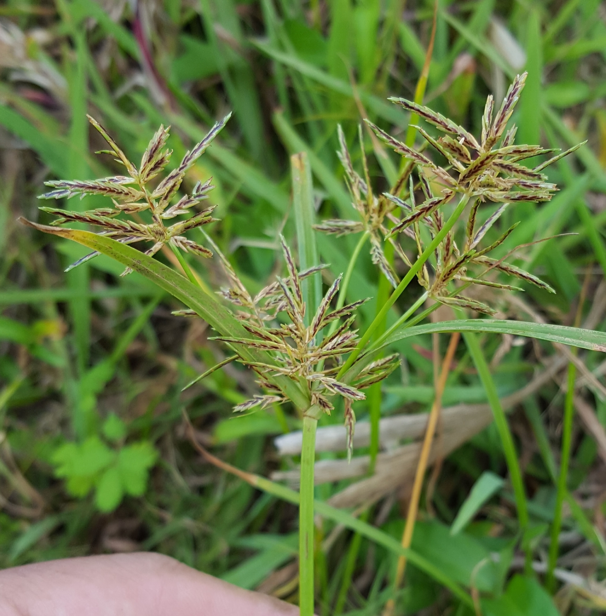 (c) François Rousseu, certains droits réservés (CC BY-NC) https://www.inaturalist.org/observations/97179569