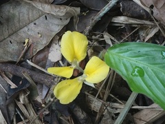 Goeppertia sciuroides