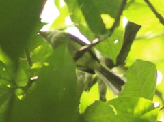 Tolmomyias sulphurescens