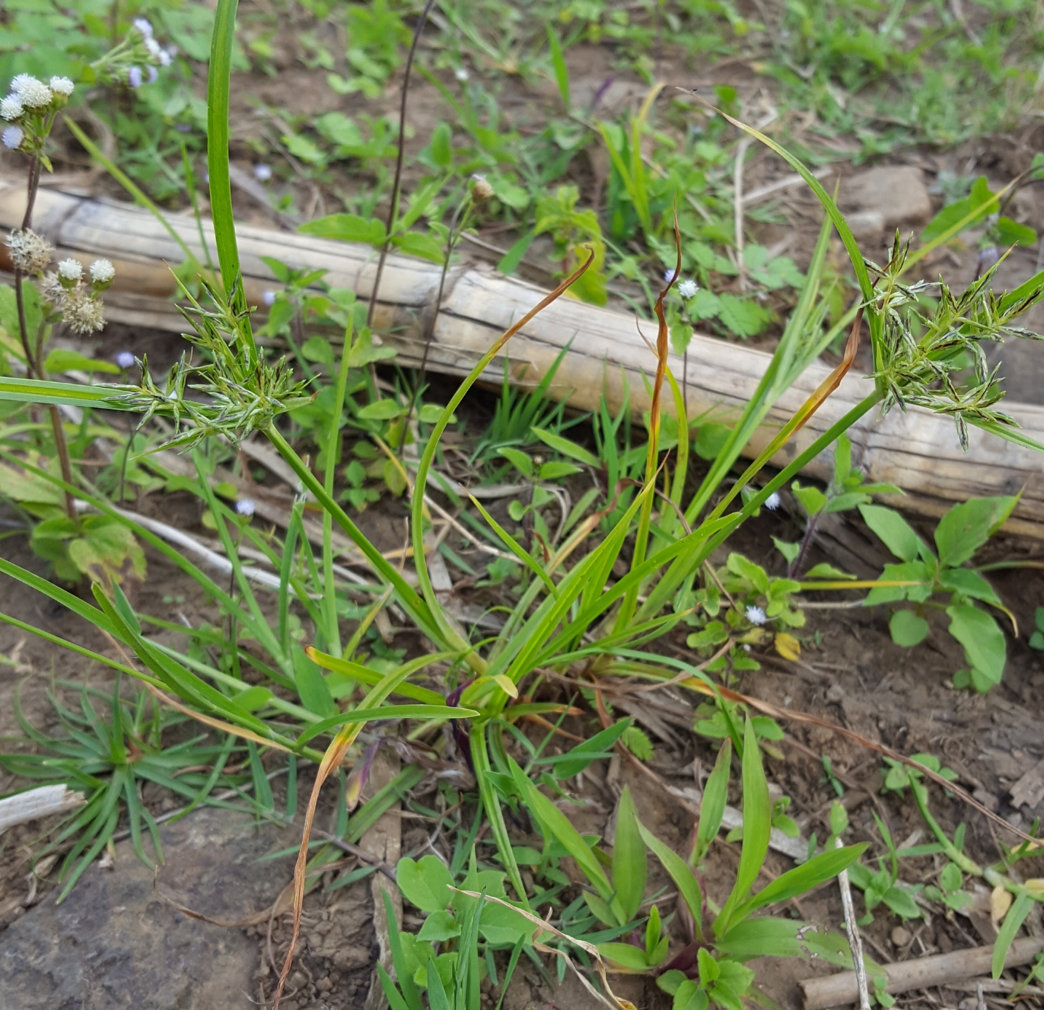 (c) François Rousseu, certains droits réservés (CC BY-NC) https://www.inaturalist.org/observations/97179569