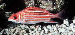 Smallmouth Squirrelfish photo 2