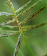 Cyperus sphacelatus