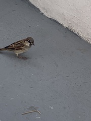 Passer domesticus balearoibericus