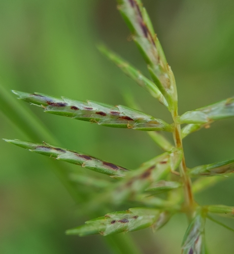 Cyperus sphacelatus