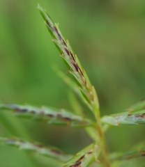 Cyperus sphacelatus
