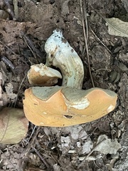 Tylopilus