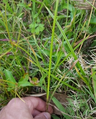 Cyperus sphacelatus