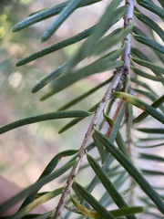 Contarinia pseudotsugae