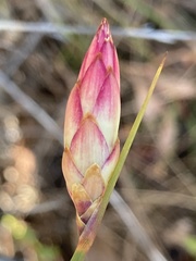 Johnsonia lupulina