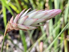 Johnsonia lupulina