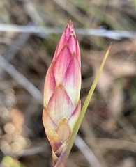 Johnsonia lupulina