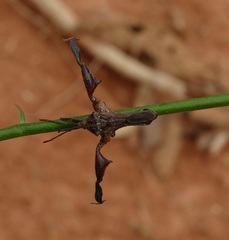 Meropachys