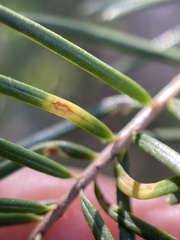 Contarinia pseudotsugae