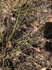 Johnsonia lupulina