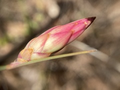 Johnsonia lupulina