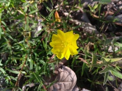 Daustinia montana