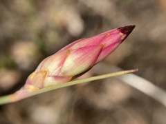 Johnsonia lupulina