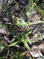 Elephantopus hirtiflorus