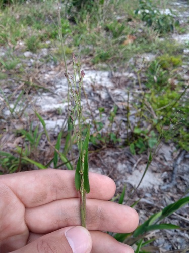 Streptostachys