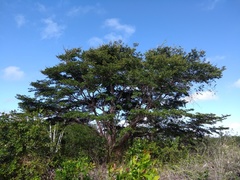 Terminalia tetraphylla