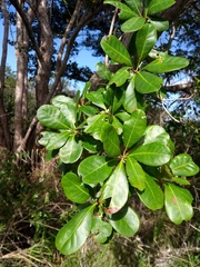 Terminalia tetraphylla