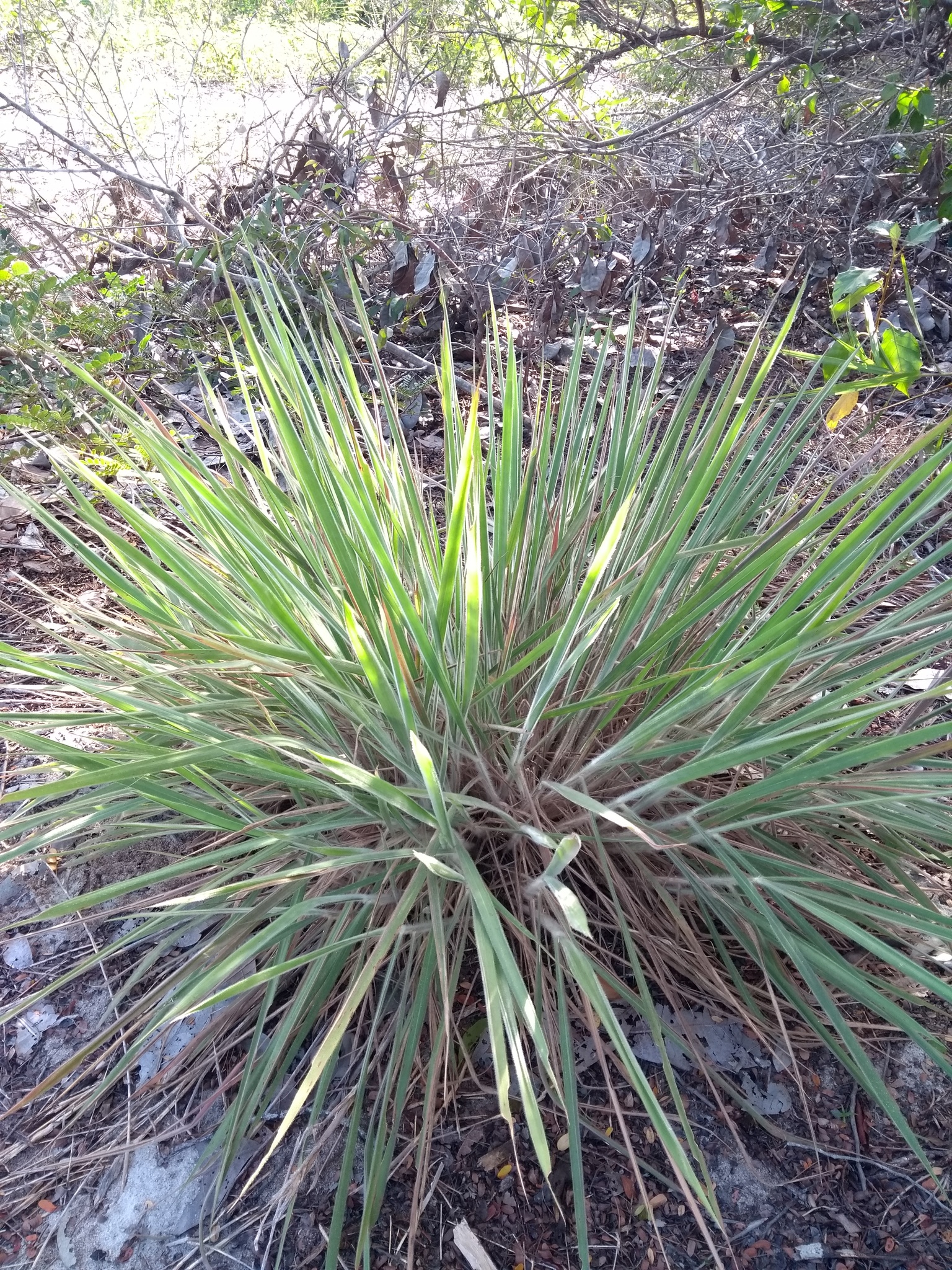 Trachypogon vestitus