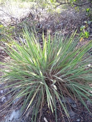 Trachypogon vestitus