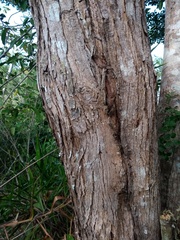 Terminalia tetraphylla