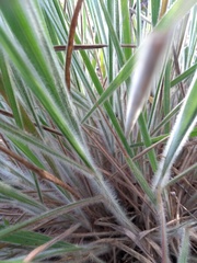 Trachypogon vestitus