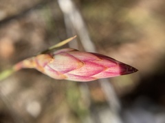 Johnsonia lupulina