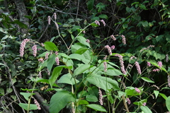 Persicaria pilosa