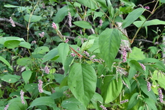 Persicaria pilosa