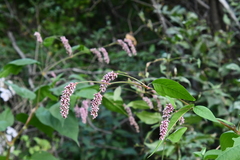 Persicaria pilosa