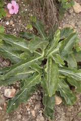 Lichtensteinia