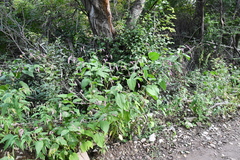 Persicaria pilosa