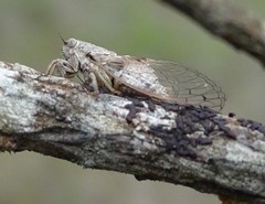 Calyria