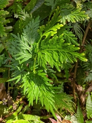 Selaginella plana