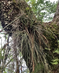 Tillandsia bartramii