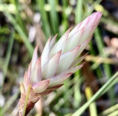 Johnsonia lupulina