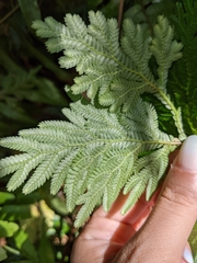 Selaginella plana