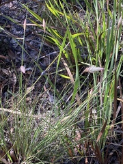 Johnsonia lupulina
