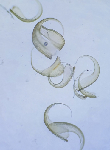 Image of Stereodon callichrous by no rights reserved
